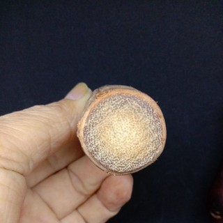 Kayu Bujang Galak Kalak Rare 4 Inchi Shopee Malaysia
