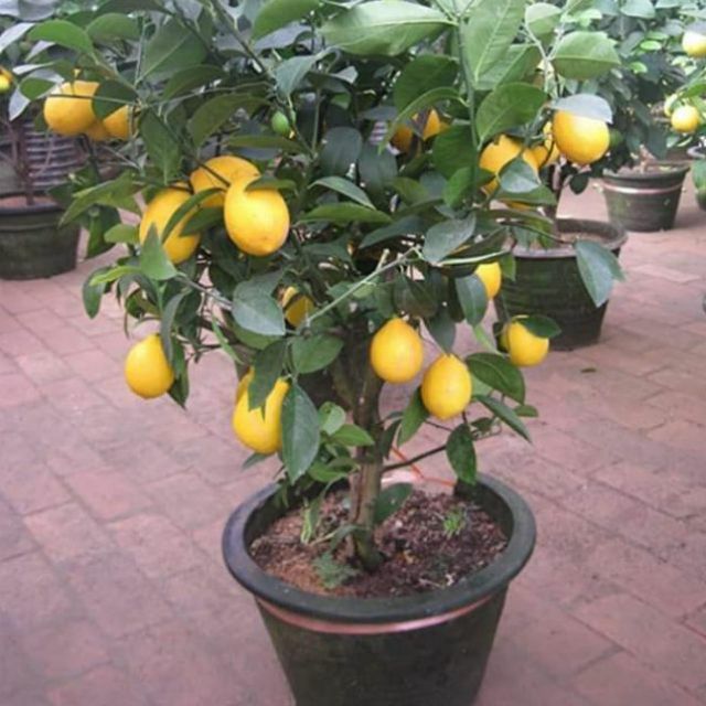 Pokok Lemon Hybrid rendah  Shopee Malaysia