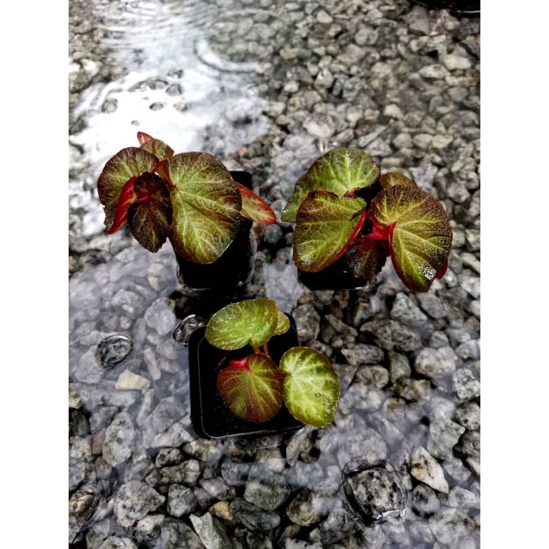 Begonia miniature sp | Shopee Malaysia