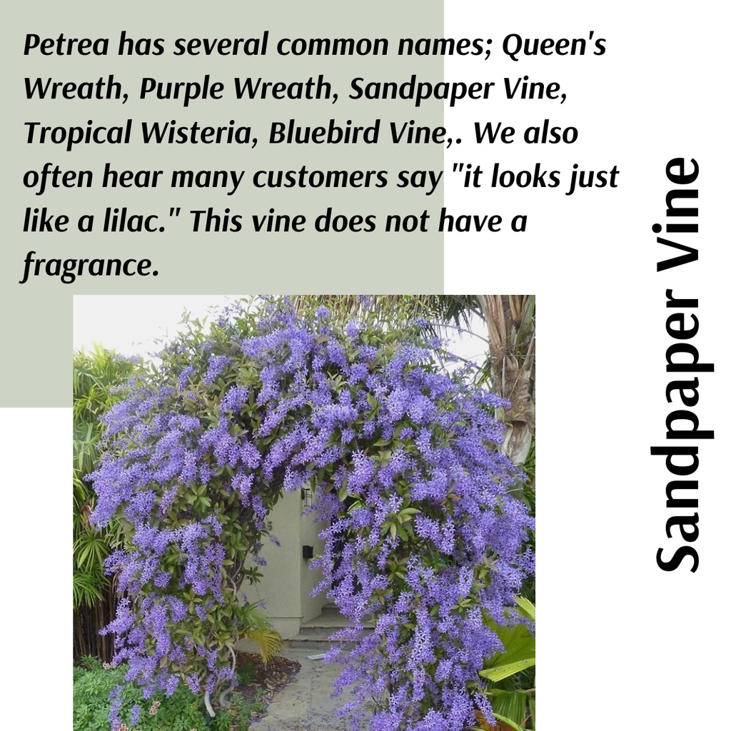 (Real Plant) Sandpaper Vine queen purple wreath petrea volubilis pokok