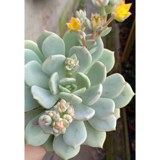 Succulentå¤šè‚‰æ¤ç‰© æ ¼æž—x Graptoveria A Grim One å¤§ç›†big Pot Shopee Malaysia