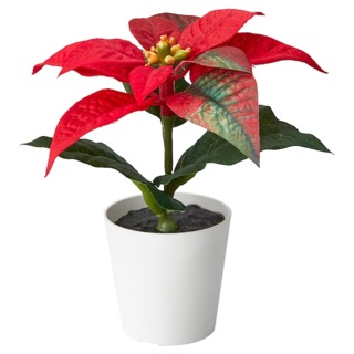 poinsettia - Prices and Promotions - Feb 2023 | Shopee Malaysia