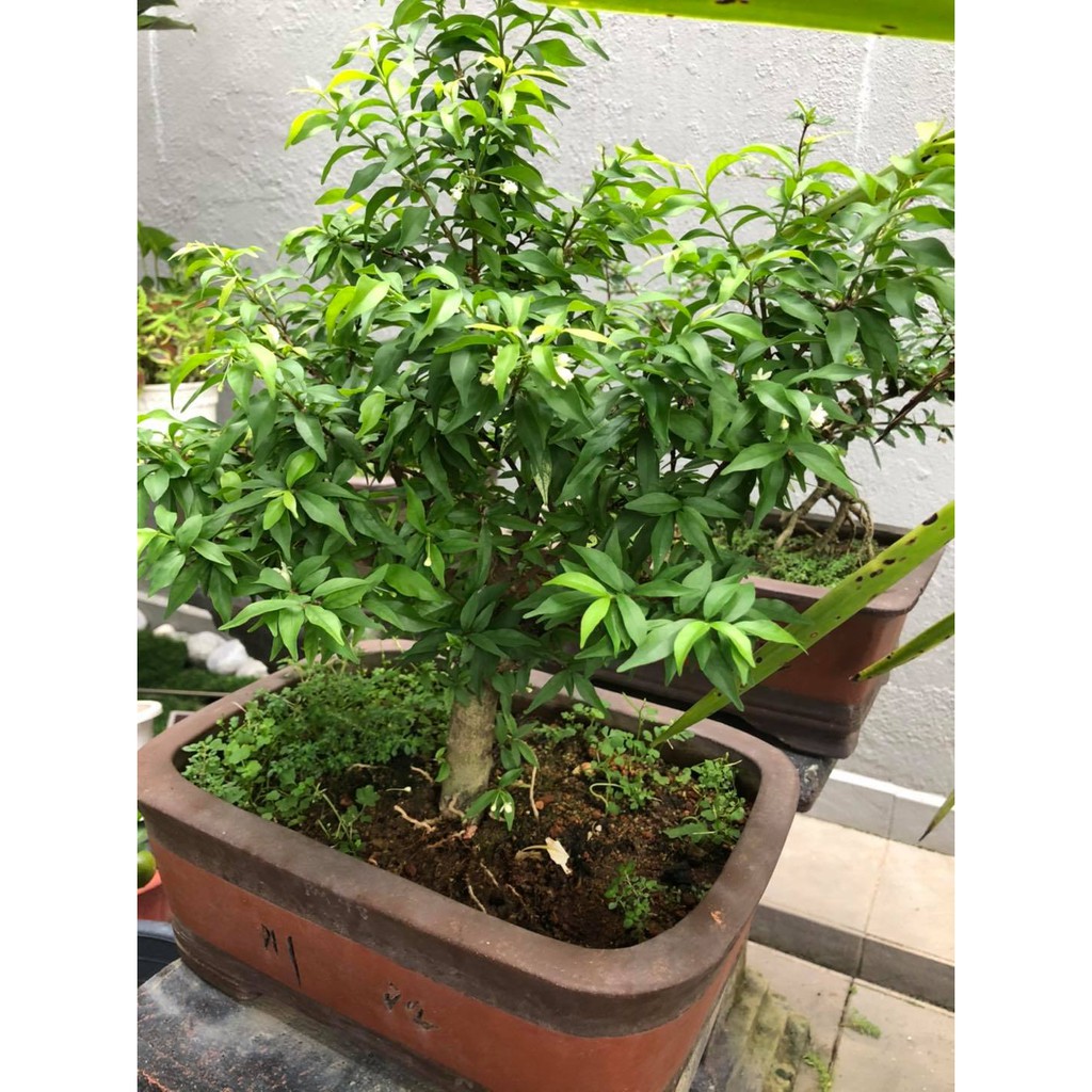 ✓ WATER JASMINE BONSAI PLANT 11 YEARS 45-50cm WITH CLAY POT / BONSAI JELITI  | Shopee Malaysia