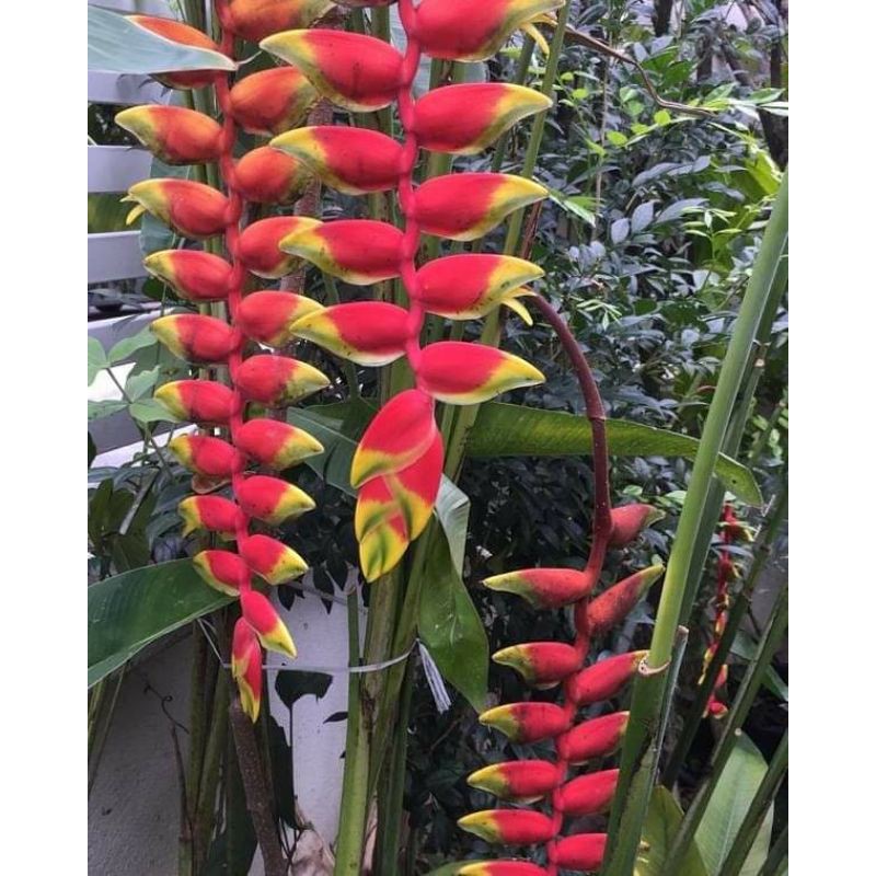 Anak Pokok Sepit Udang Kuning Merah Lobster Claw Heliconia Shopee Malaysia