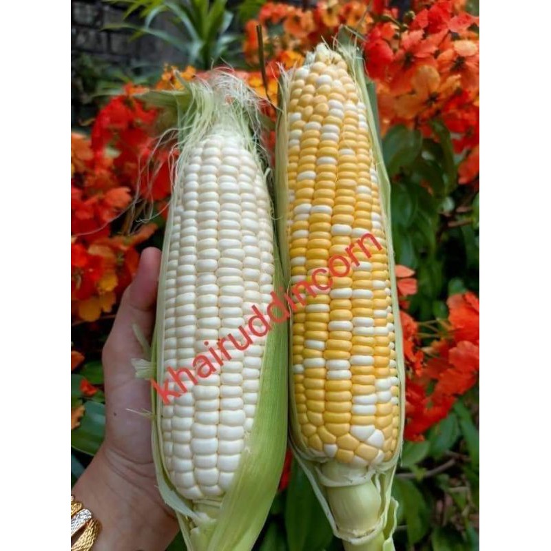 Buy Jagung Mutiara Dan Susu Original Cameron Seetracker Malaysia