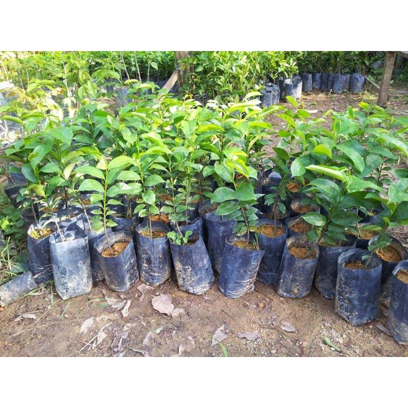 Pokok Durian Belanda Cepat Berbuah - hustrex