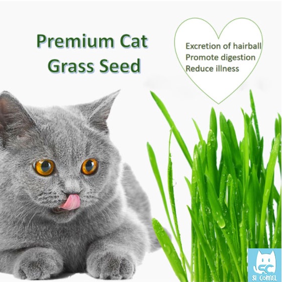Cat Grass Seed Set Biji Benih Rumput Kucing healthy for cat Satu Set