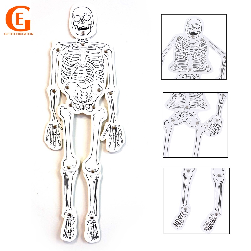 Human Skeleton Active Model Handmade Assemble Cardboard Body Joint Puzzle Medicine Enlightenment Early Tech Toys