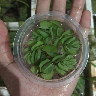 Duckweed Tanaman Air Cantik Untuk Guppy Ikan Laga Betta Fish Aquarium Tumbuhan Air Floating Plant Kiambang Frogbit Shopee Malaysia