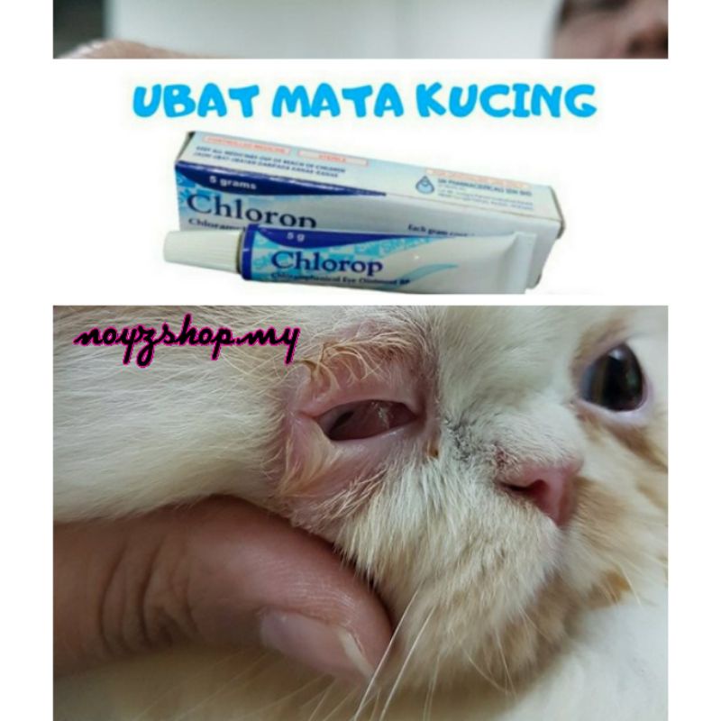 Buy (Ready Stock)Ubat sakit mata kucing 5g  SeeTracker Malaysia