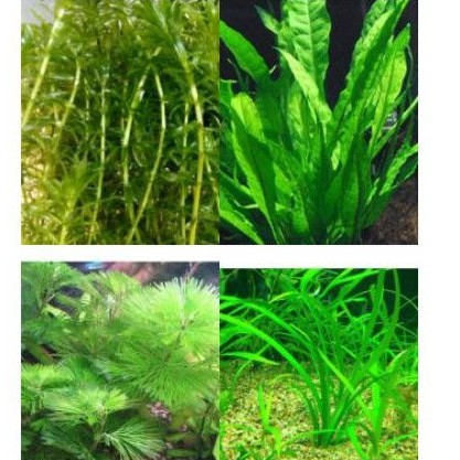 Buy Aquatic Water Plants Pokok Aquarium Hydrilla Cabomba Hornwort Frogbits Salvinia Ear Shaped Ceratopteris Thalictroides Seetracker Malaysia