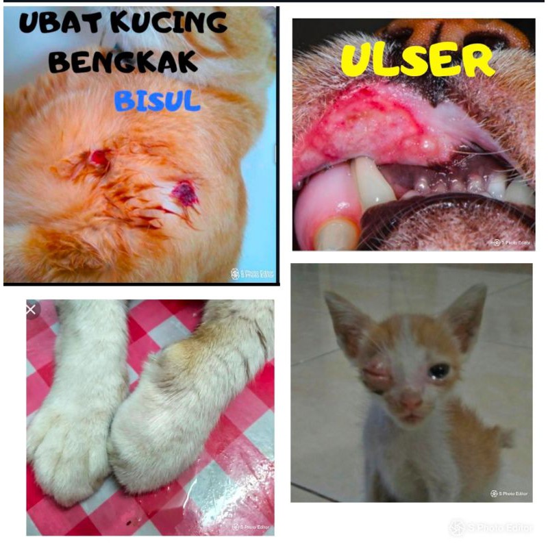 10BIJI-KUCING BENGKAK /BISUL/ULSER /TAHAN SAKIT/CIRIT  Shopee 