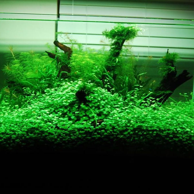 Aquatic Plant Hydrocotyle Tripartita Japan 1 Bulb Shopee Malaysia