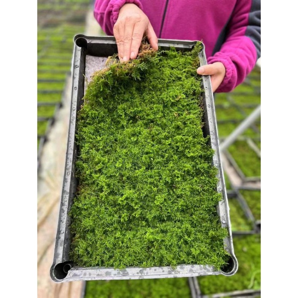 Fern moss, Thuidium cymbifolium moss, terrarium, vivarium, paludarium