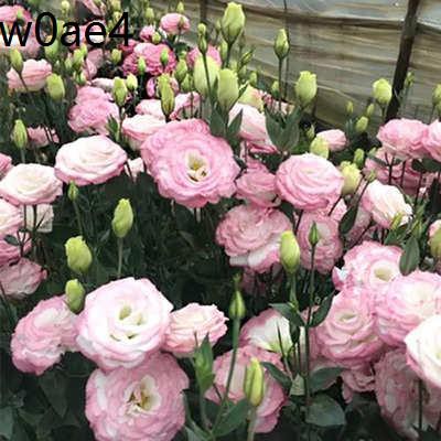 benih sayur✲Eustoma grandiflorum seeds four seasons flowering potted easy  to plant indoor and outdoor flowers grass seed