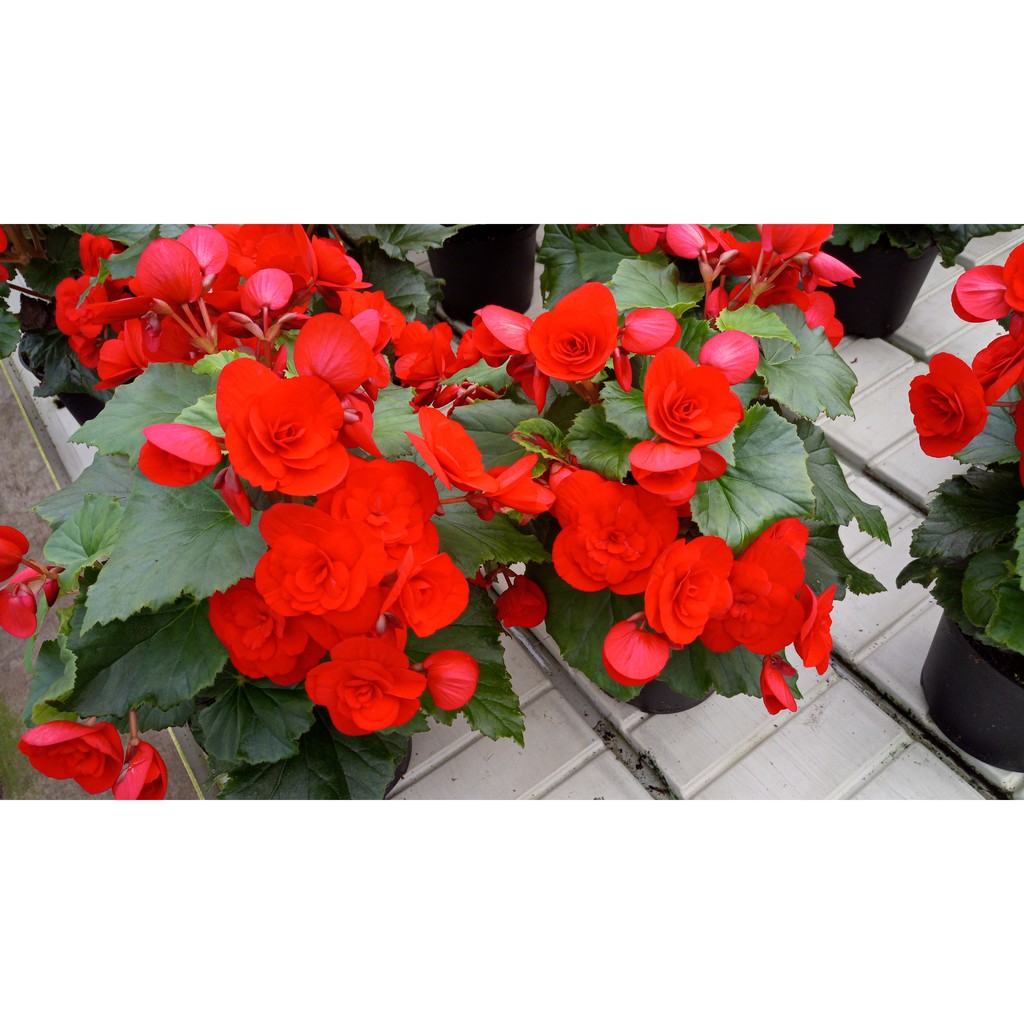 Anak Pokok Bunga Begonia Merah  Sudah Berbunga Red Begonia  