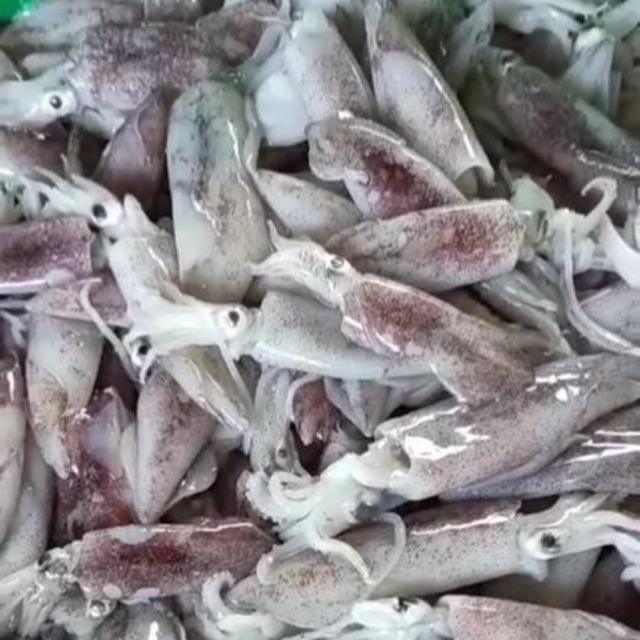 [Fresh Frozen Seafood]Sotong 700gram/pack ***delivery klang valley only