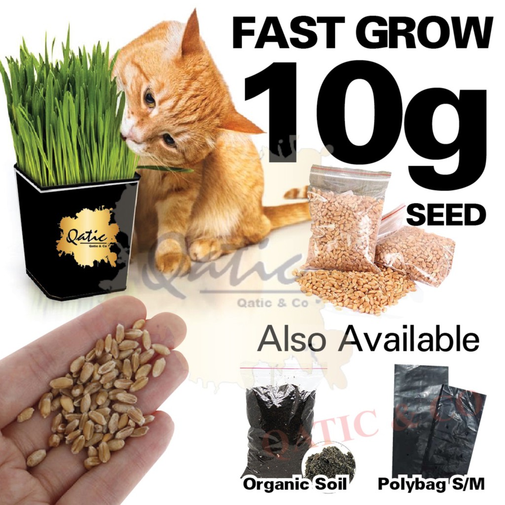 (1 Bag) Cat Grass Seed 10gm (200 seed) / Benih Rumput Kucing 10gm / Cat