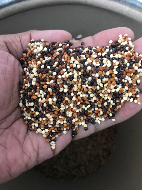 1kg Sambau Campur Kambu Millet Makanan Burung Mix Millet