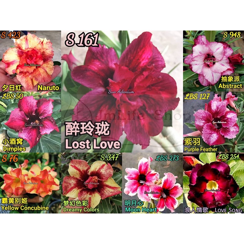 Taiwan New Colour Adenium 台湾富贵花新花色 Shopee Malaysia