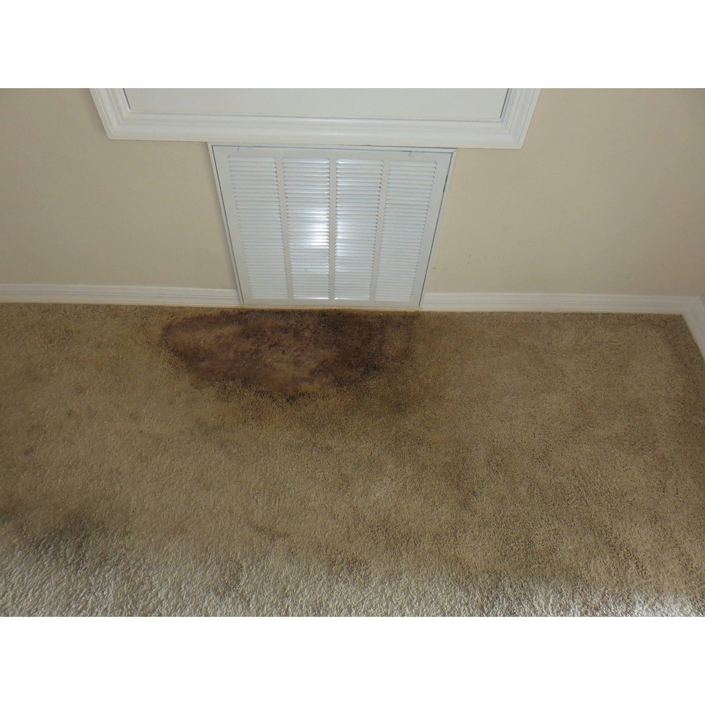 Savetron Carpet Karpet Mold Fungus Kulat Algae Removing Powder_500Gram