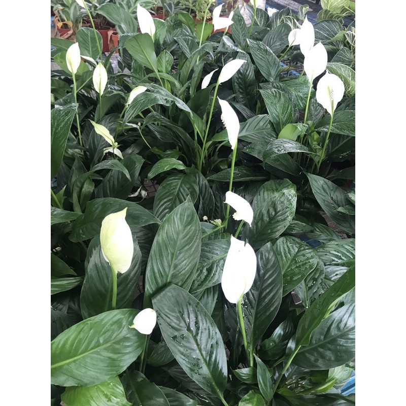 Pokok Bunga Lily Putih Shopee Malaysia