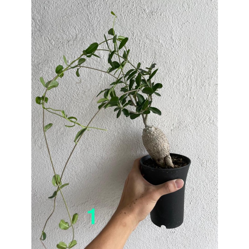 Fockea Edulis 火星人 Caudex