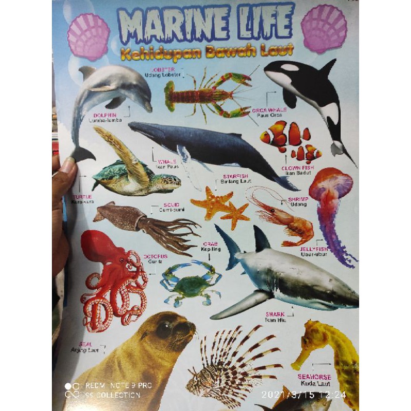 Various Kinds Of Ocean Fish Posters Cheap Fish Poster Macam Macam Ikan Laut Poster Ikan Murah Shopee Malaysia