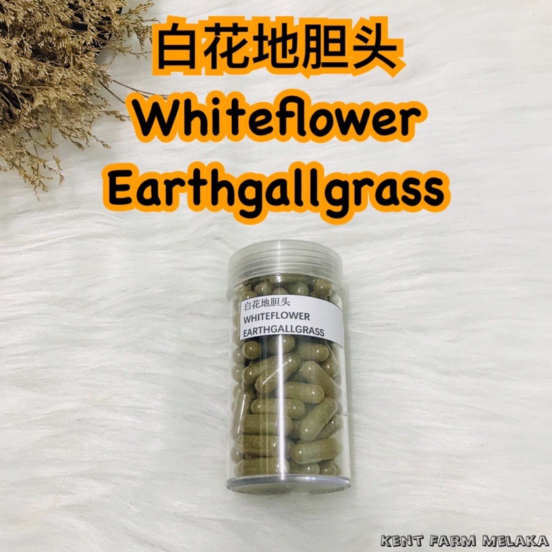 Ready Stock Whiteflower Earthgallgrass 白花地胆头 白花地膽頭 甲状腺肿大 消肿消炎 Shopee Malaysia