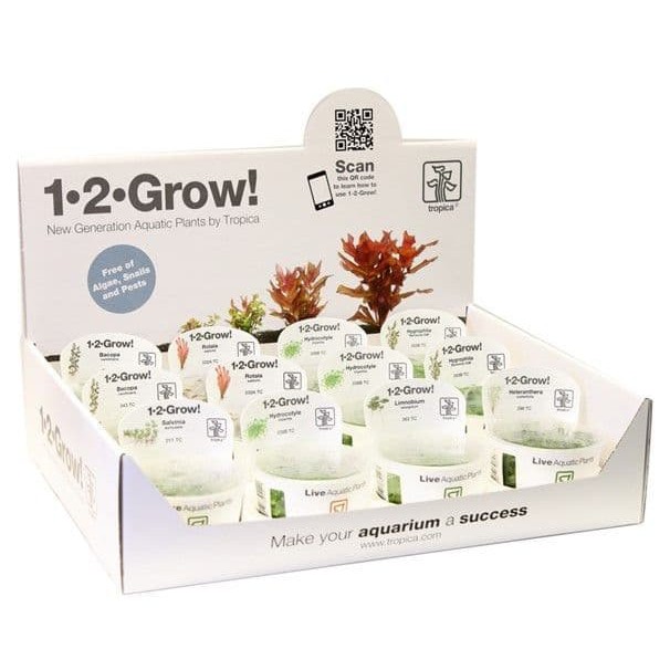 Original Tropica 1 2 Grow Tissue Culture Aquarium Moss Aquarium Plants Weeping Christmas Taiwan Spiky Flame Moss Shopee Malaysia