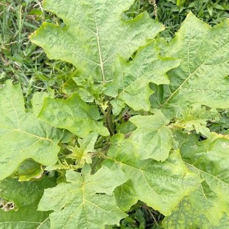 Anak Pokok Terung Pipit Ulam Sayur Live Plant Shopee Malaysia
