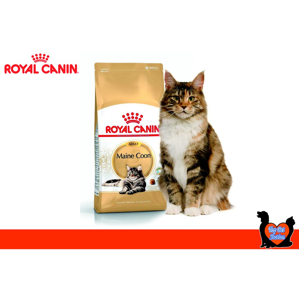 royal canin maine coon adult