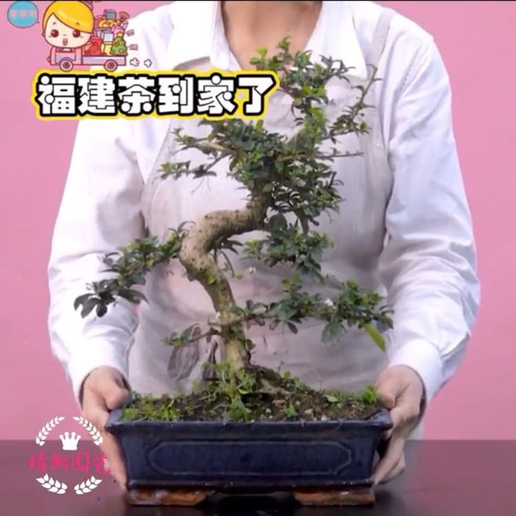 Buy 福建茶盆景稀有悬崖桩盆景四季开花老桩高档室内阳台盆栽一物一拍 6月25日发完 Seetracker Malaysia