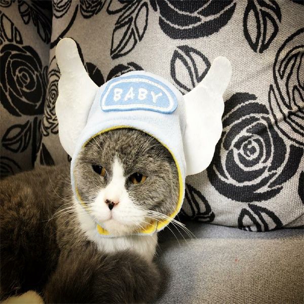 Pet Fashion Accessories Cat Lion Wig Funny Pet Dress Hat Dog Cat Cute Funny Headwear Hair Accessories Shopee Malaysia - cute cats in cute hats sweater roblox