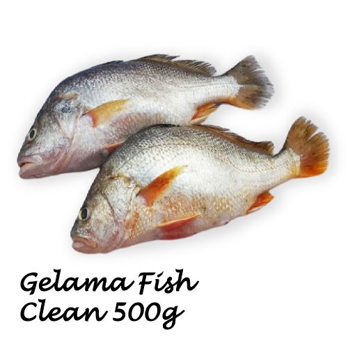 Fish gelama Salted Fish