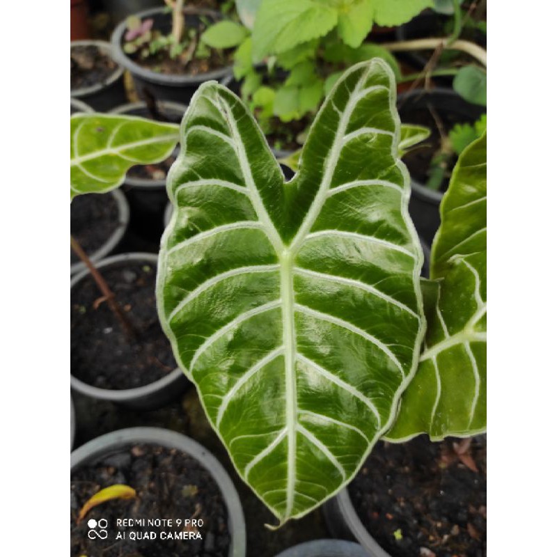 pokok keladi. alocasia