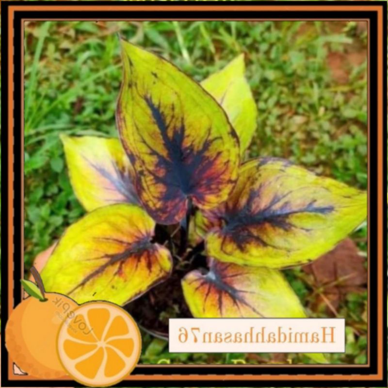 Caladium Keladi Siam Shopee Malaysia 4717