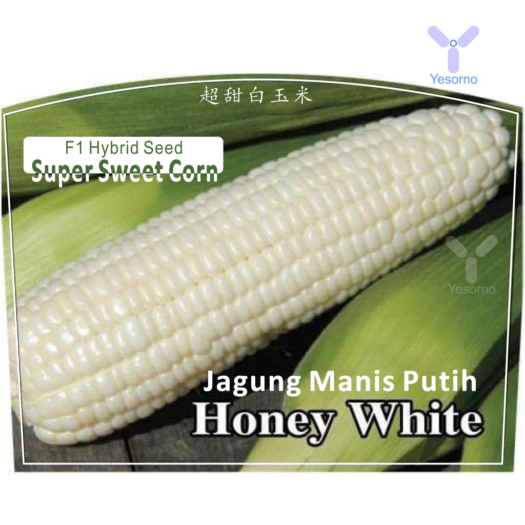 Buy Biji Benih Jagung Putih Super Sweet Corn Seeds Honey White 