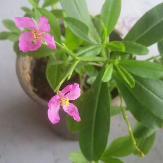 Ginseng Jawa Talinum Paniculatum Som Jawa Pokok Ginseng