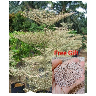 Buy Bucida Putih Busida Putih Pokok Doa Pokok Tadah Langit Seetracker Malaysia