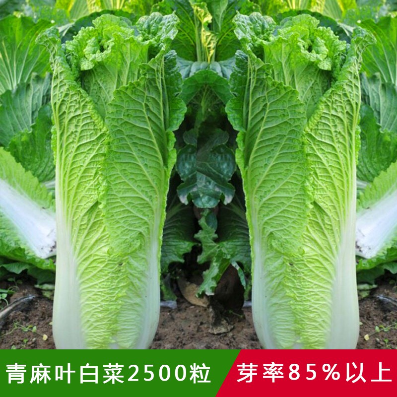 Basil *1.180 Vegetable Seeds Chinese Fruit Leaves Flower Salad Herb Pakchoi空心韭通菜木耳丝瓜莴苣 