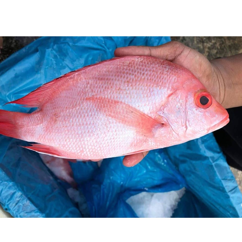 Ikan Merah 1 Ekor Shopee Malaysia