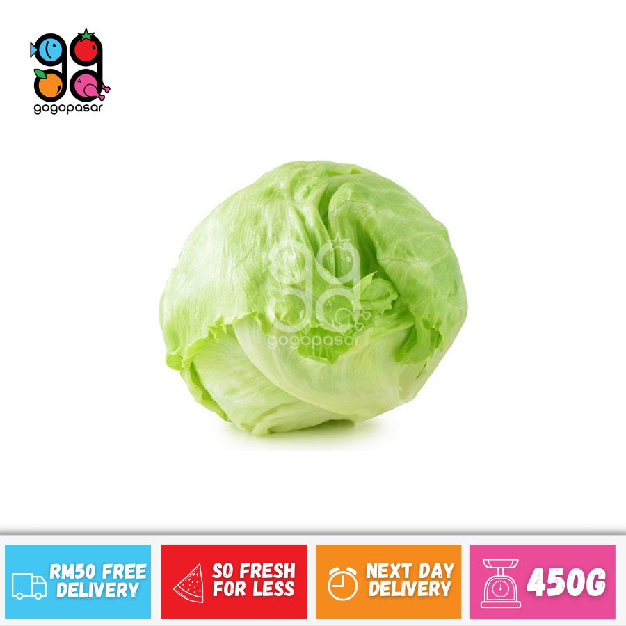 Iceberg Lettuce +/ 450g Shopee Malaysia