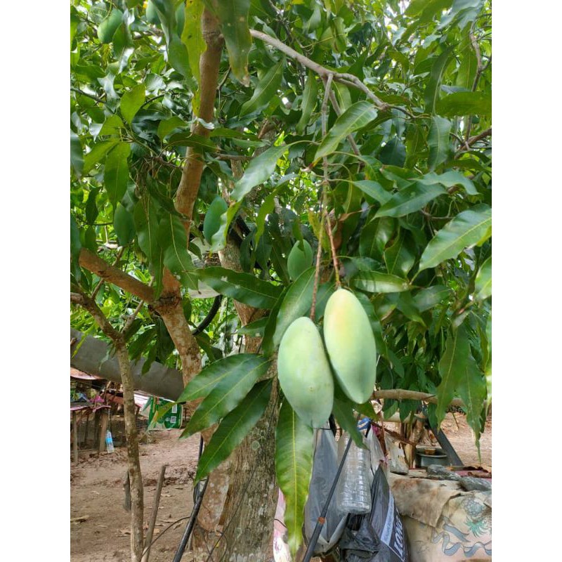 Mangga Pelam Manggo Sala Original Fresh Dari Atas Pokok 1kg Rm25 Order Baru Pergi Petik Atas Pokok Mangga Pelam Shopee Malaysia