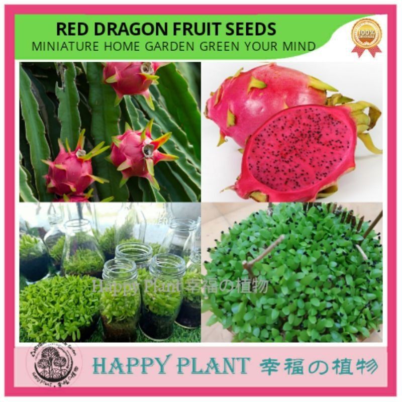 Planting pack Dragon fruit seed with soil premium potting mix home garden Shopee Malaysia