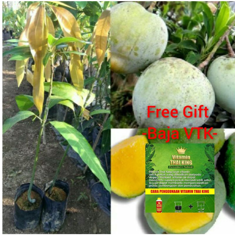 Pokok Mangga  Epal dapat free gift Baja Shopee Malaysia