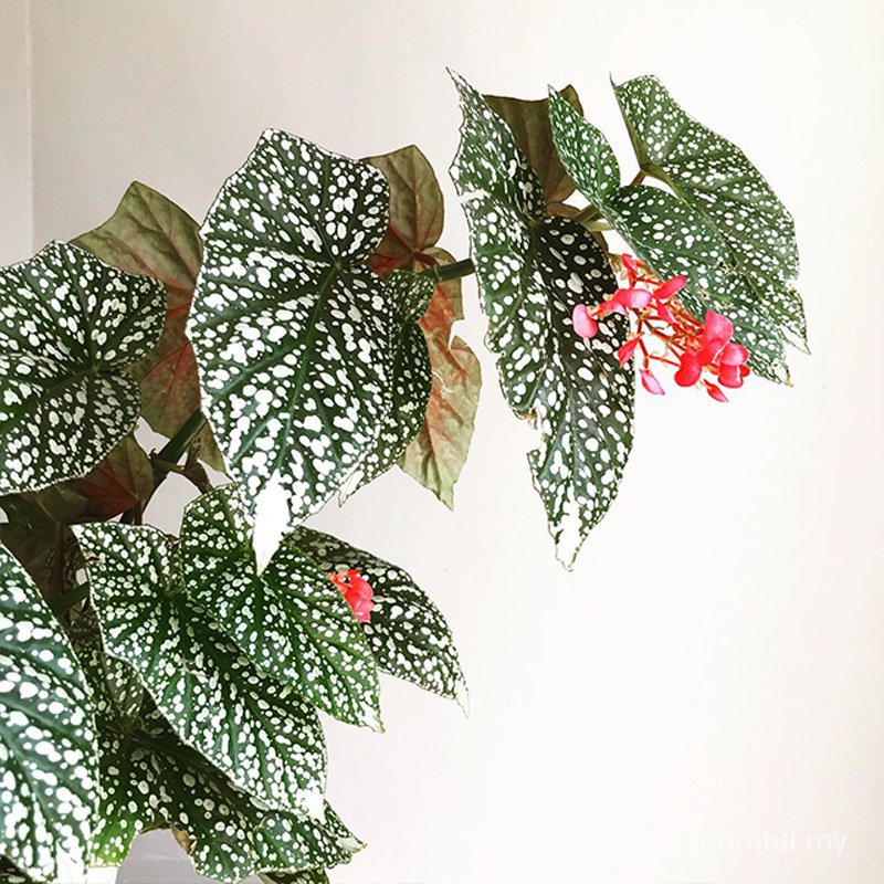 Durable Quality Uncover Botanical Elegance: Begonia Keladi Snow Capped Bonsai Perfect Your Garden! Purpose - Image 4