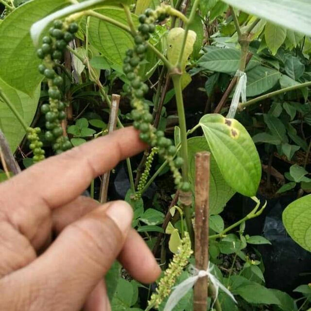 Pokok Lada Hitam Perdu Shopee Malaysia