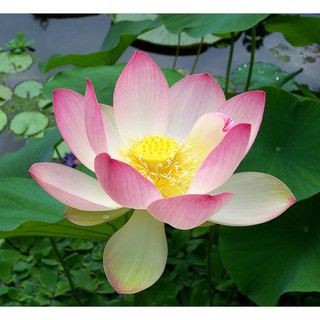 REAL LIVE PLANT LOTUS  FLOWER WITH POT  GARDENING WATER 