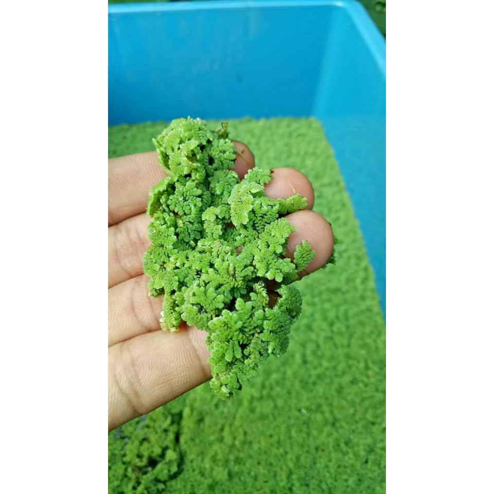 Azolla Azola 100gm Pack Duckweed Aquatic Plant Floating Plant Makanan Ikan Ready Stock Limited Stock Shopee Malaysia